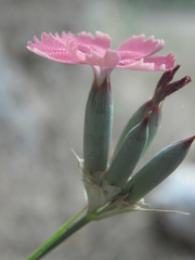 Dianthus biflorus