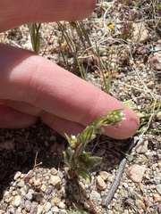 Plagiobothrys arizonicus