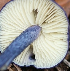 Entoloma panniculus
