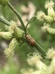 Pachybrachis glyphicus