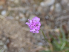 Armeria maritima elongata