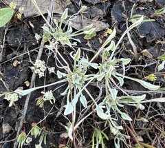 Hesperevax caulescens