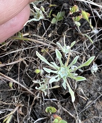 Hesperevax caulescens