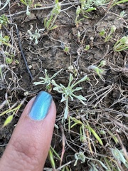 Hesperevax caulescens