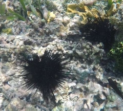 Echinometra lucunter