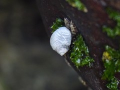 Tectarius striatus
