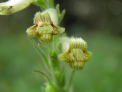 Digitalis viridiflora