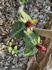 Trillium maculatum
