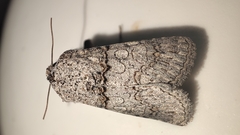 Sympistis perscripta