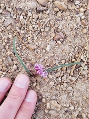 Allium parvum