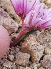 Allium parvum