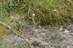 Armeria maritima elongata