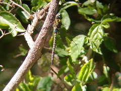 Rhionaeschna planaltica