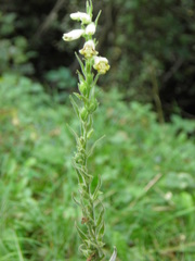 Digitalis viridiflora