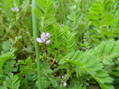 Biserrula pelecinus