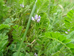 Biserrula pelecinus