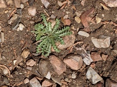 Anisocoma acaulis