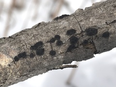 Entoleuca mammata