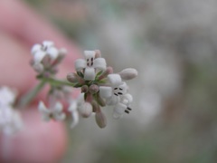 Asperula taygetea