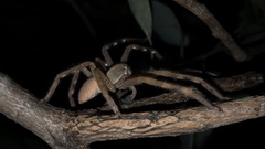 Neosparassus salacius