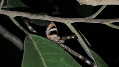 Neosparassus salacius