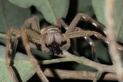 Neosparassus salacius