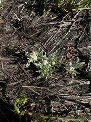 Psilocarphus oregonus