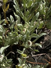 Psilocarphus oregonus