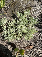 Psilocarphus oregonus