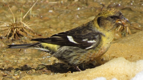 Bec-croisé bifascié, femelle