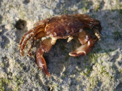 Pachygrapsus transversus