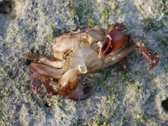 Pachygrapsus transversus