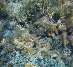 Notolabrus parilus