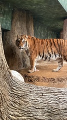 Panthera tigris altaica