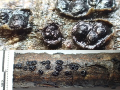 Entoleuca mammata