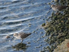 Calidris alpina