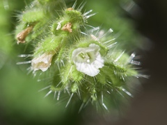 Phacelia rattanii