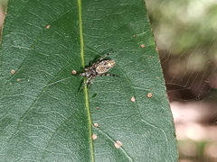 Cyclosa machadinho