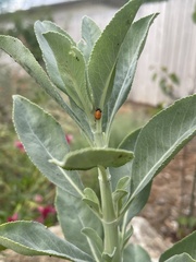 Hippodamia convergens