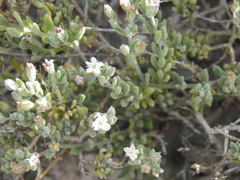 Bolanthus corinthiacus