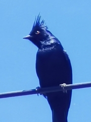 Phainopepla nitens