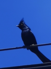Phainopepla nitens