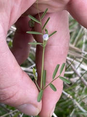 Vicia minutiflora