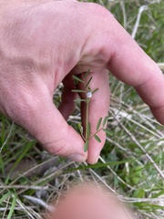 Vicia minutiflora