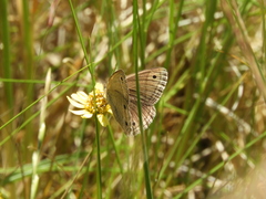 Stegosatyrus periphas