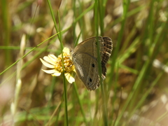Stegosatyrus periphas