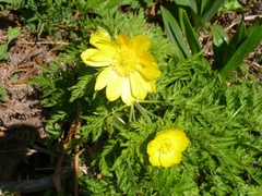 Adonis cyllenea