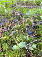Neottia bifolia
