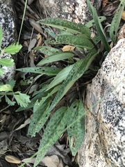 Drimiopsis