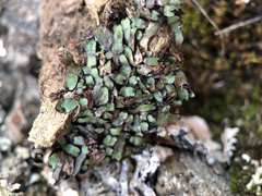 Mannia androgyna